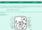 Cellular Ultrastructure | Recurso educativo 39999