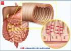 Absorción de Nutrientes | Recurso educativo 43391