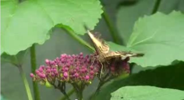 Mariposas al vuelo | Recurso educativo 43759