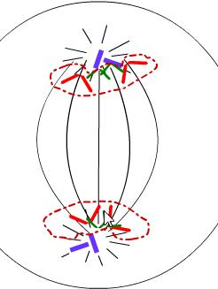 Mitosis | Recurso educativo 44484