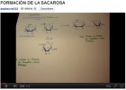 Formació de la sacarosa | Recurso educativo 46595