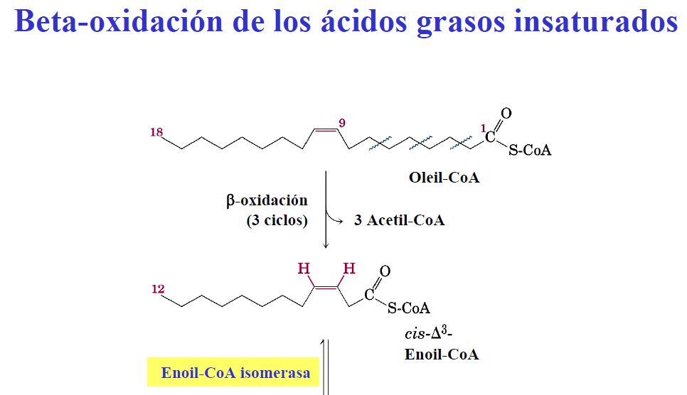 Degradació d'àcids grassos | Recurso educativo 47322