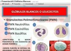 Glóbulos blancos | Recurso educativo 48137