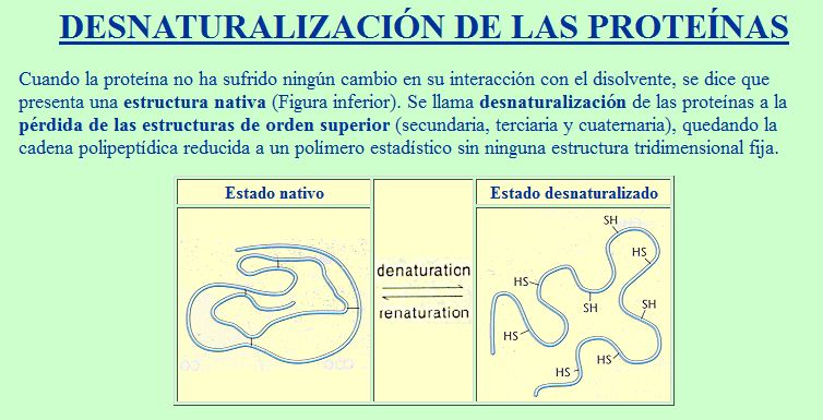 Desnaturalització de les proteïnes | Recurso educativo 48985