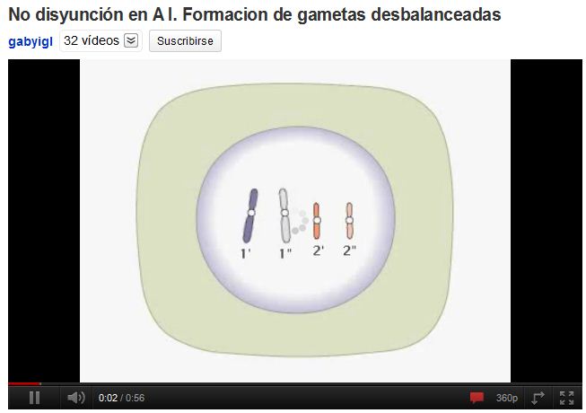 Aneuploidia | Recurso educativo 49535