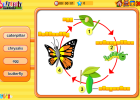 Butterfly life cycle | Recurso educativo 49618