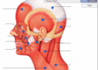 Face and neck muscles | Recurso educativo 59876