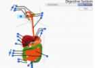 Digestive system | Recurso educativo 59877