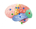 Brain anatomy | Recurso educativo 60312