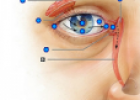 Quiz: External eye | Recurso educativo 61479