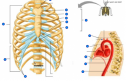 Ribs | Recurso educativo 61788