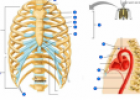 Ribs | Recurso educativo 61788