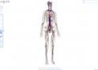 Google Body. El cuerpo humano visto por google | Recurso educativo 10981