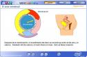 El ciclo menstrual | Recurso educativo 1231