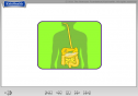 The Digestive System | Recurso educativo 17635