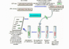 Proyecto Genoma Humano | Recurso educativo 19889