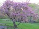 Fotografía: imagen de un manzano en flor | Recurso educativo 22725