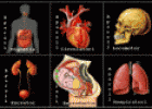 Aparells del cos humà | Recurso educativo 23350