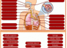 Aparatos del cuerpo humano | Recurso educativo 26646