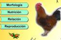 Las aves | Recurso educativo 2979