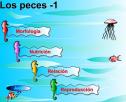 Los peces | Recurso educativo 2980