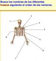 La parte superior del cuerpo | Recurso educativo 3036