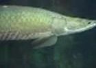 Arapaima (Arapaima gigas) | Recurso educativo 3300