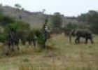 Elefante africano (Loxodonta africana. Blumenbach, 1797) | Recurso educativo 3305