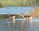 Vídeo: paisatge i animals d'un Parc Natural | Recurso educativo 8034