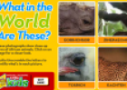 Mystery animals | Recurso educativo 73404