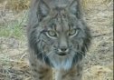 Endangered species: the Iberian Lynx | Recurso educativo 85478