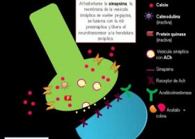 SINAPSIS QUÍMICA con Acetilcolina | Recurso educativo 94949