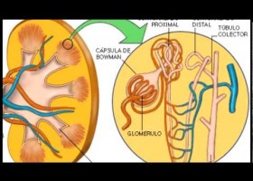 El Sistema Excretor - Documental de Biología | Recurso educativo 110064