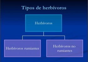 Aparato digestivo de los rumiantes | Recurso educativo 496163