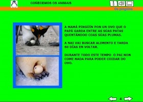 COÑECEMOS OS ANIMAIS: OS PINGÜÍNS | Recurso educativo 613462