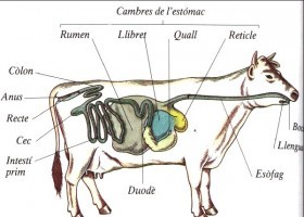 Estómac d'una vaca | Recurso educativo 684806