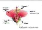 La Reproducción de las Plantas: sexual y asexual. | Recurso educativo 686087