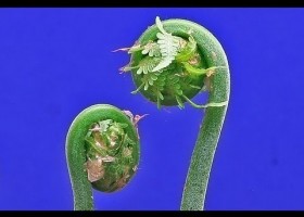 Fern Time Lapse | Recurso educativo 686523