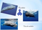 Animals Marins | Recurso educativo 687220