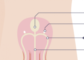 BBC - KS3 Biology - Human reproduction - Revision 1 | Recurso educativo 724155