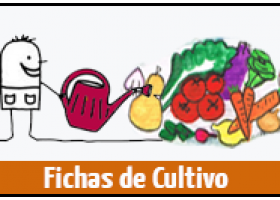 Fichas de cultivo para tu huerto en casa (EcoHortum) | Recurso educativo 724661