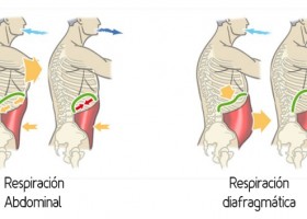 Respiración abdominal y diafragmática | Recurso educativo 725367