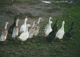 Patos blancos y negros | Recurso educativo 728523