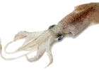 Squid Facts and Information | Recurso educativo 730128