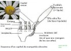 Esquema d'una flor composta (margarida). | Recurso educativo 739501