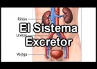 El Sistema Excretor | Recurso educativo 739603