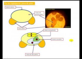 Flor de las plantas angiospermas. | Recurso educativo 741055