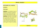 Mitosis y Meiosis | Recurso educativo 742282