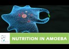 NUTRITION IN AMOEBA | Recurso educativo 742843