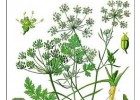 Plantes aromàtiques | Recurso educativo 684654